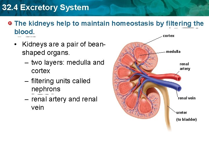 32. 4 Excretory System The kidneys help to maintain homeostasis by filtering the blood.