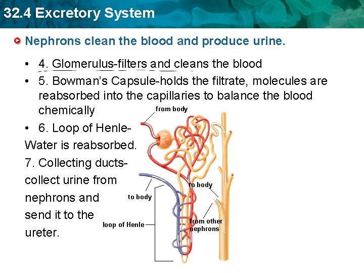 32. 4 Excretory System Nephrons clean the blood and produce urine. • 4. Glomerulus-filters