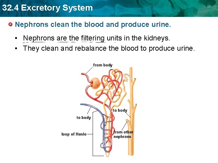 32. 4 Excretory System Nephrons clean the blood and produce urine. • Nephrons are