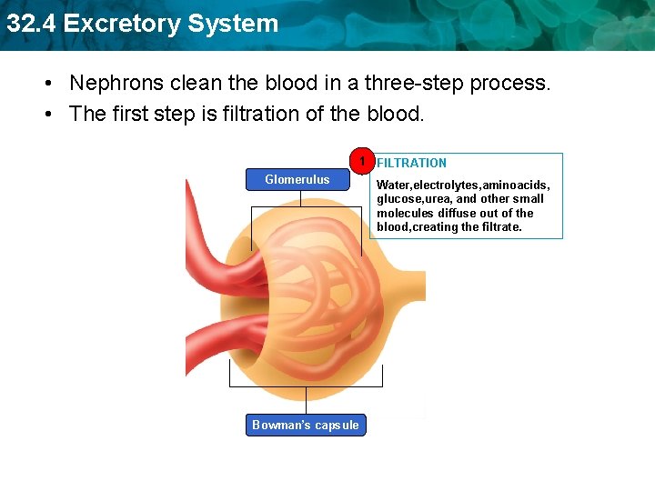 32. 4 Excretory System • Nephrons clean the blood in a three-step process. •