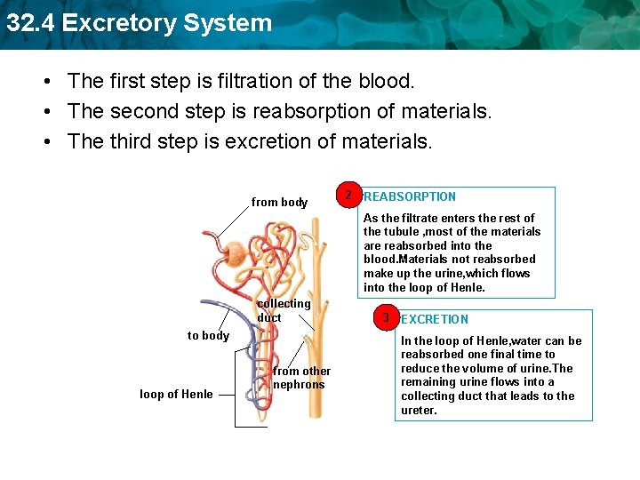 32. 4 Excretory System • The first step is filtration of the blood. •