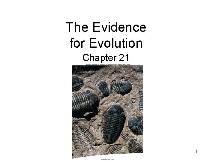 The Evidence for Evolution Chapter 21 1 