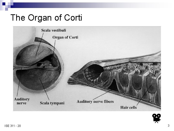 The Organ of Corti ISE 311 - 20 3 