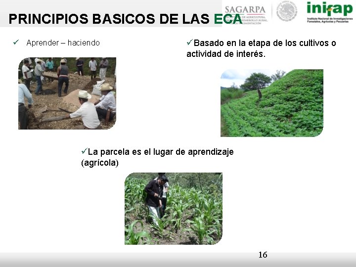 PRINCIPIOS BASICOS DE LAS ECA Aprender – haciendo Basado en la etapa de los