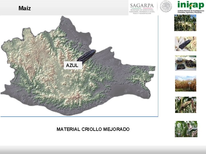 Maíz AZUL MATERIAL CRIOLLO MEJORADO 