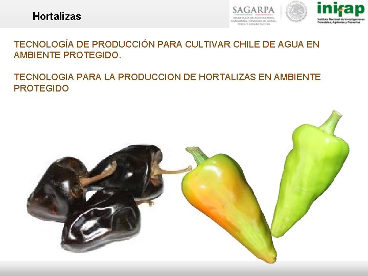 Hortalizas TECNOLOGÍA DE PRODUCCIÓN PARA CULTIVAR CHILE DE AGUA EN AMBIENTE PROTEGIDO. TECNOLOGIA PARA