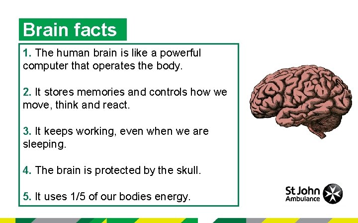 Brain facts 1. The human brain is like a powerful computer that operates the