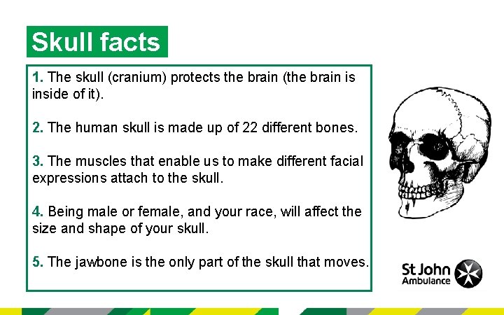 Skull facts 1. The skull (cranium) protects the brain (the brain is inside of