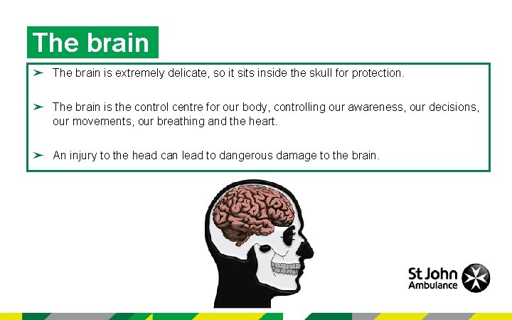 The brain ➤ The brain is extremely delicate, so it sits inside the skull