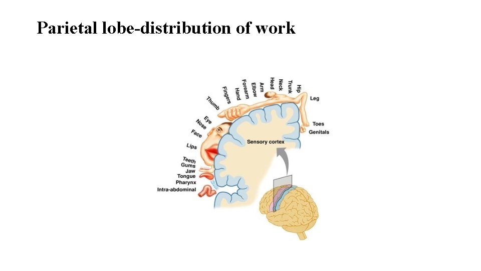 Parietal lobe-distribution of work 