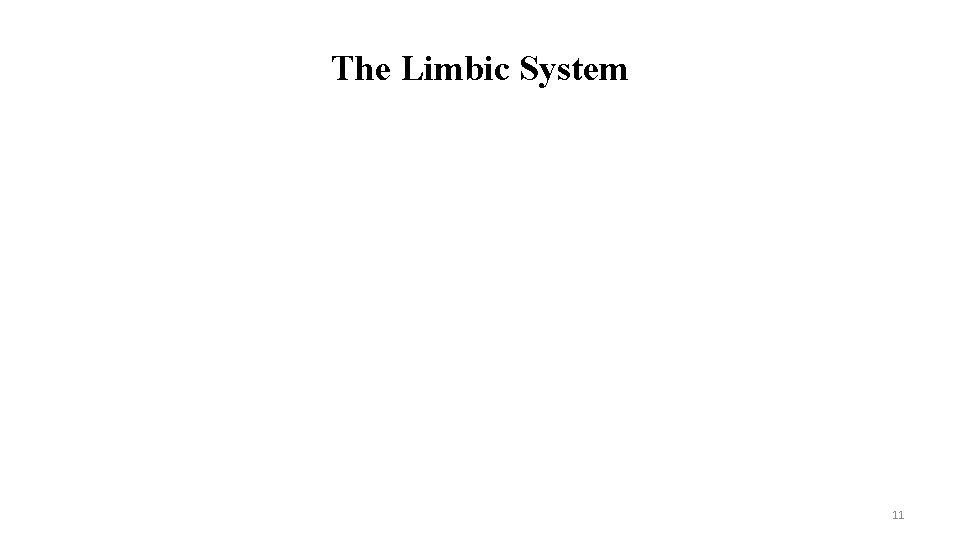 The Limbic System 11 