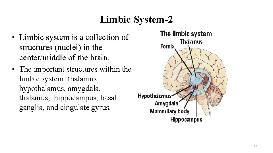 Limbic System-2 • Limbic system is a collection of structures (nuclei) in the center/middle