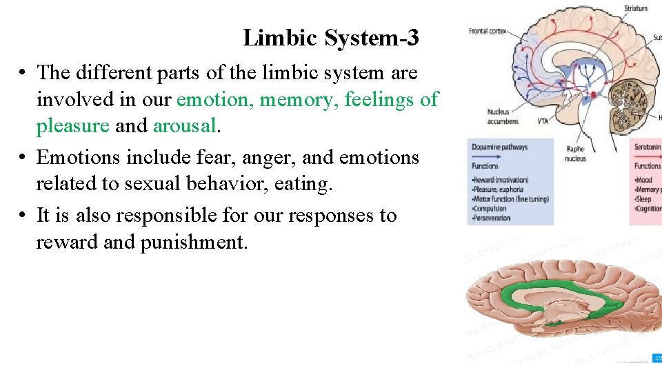 Limbic System-3 • The different parts of the limbic system are involved in our Limbic System-3 • The different parts of the limbic system are involved in our