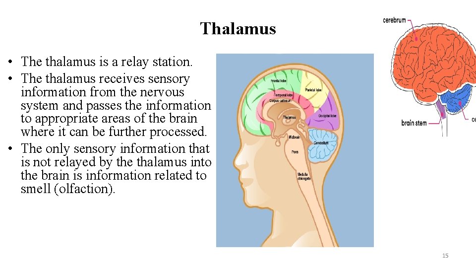 Thalamus • The thalamus is a relay station. • The thalamus receives sensory information