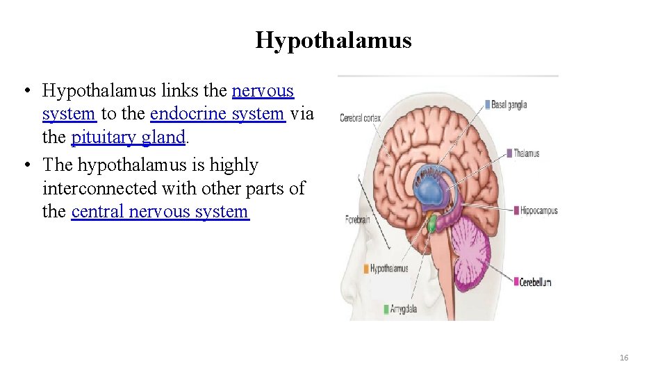 Hypothalamus • Hypothalamus links the nervous system to the endocrine system via the pituitary Hypothalamus • Hypothalamus links the nervous system to the endocrine system via the pituitary