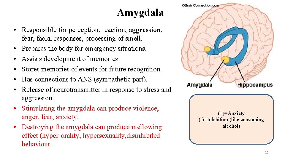 Amygdala • Responsible for perception, reaction, aggression, fear, facial responses, processing of smell. •