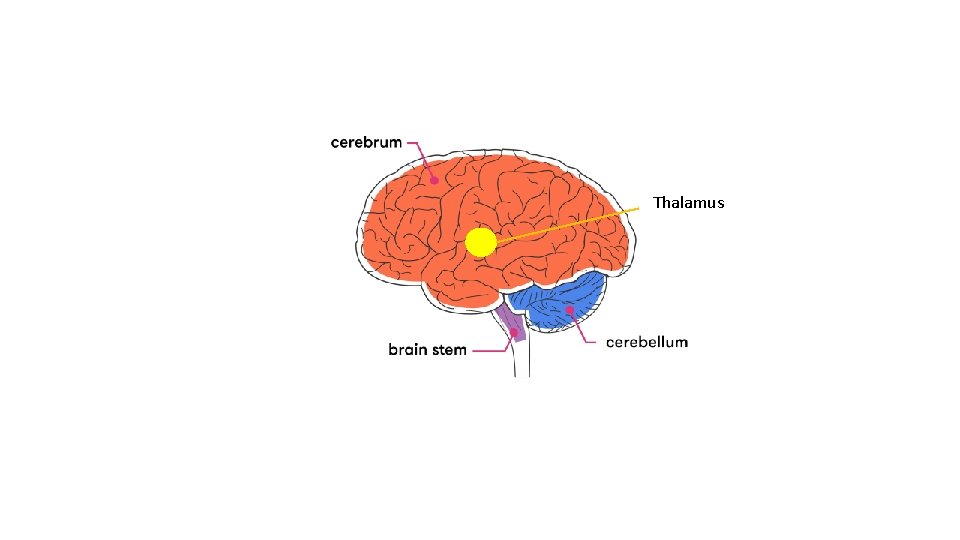 Thalamus 