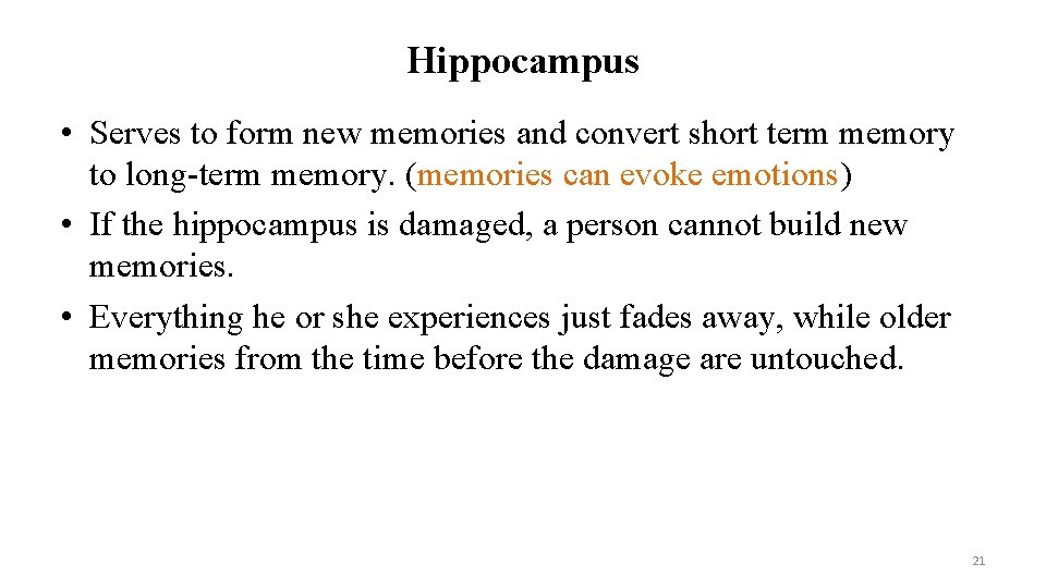 Hippocampus • Serves to form new memories and convert short term memory to long-term