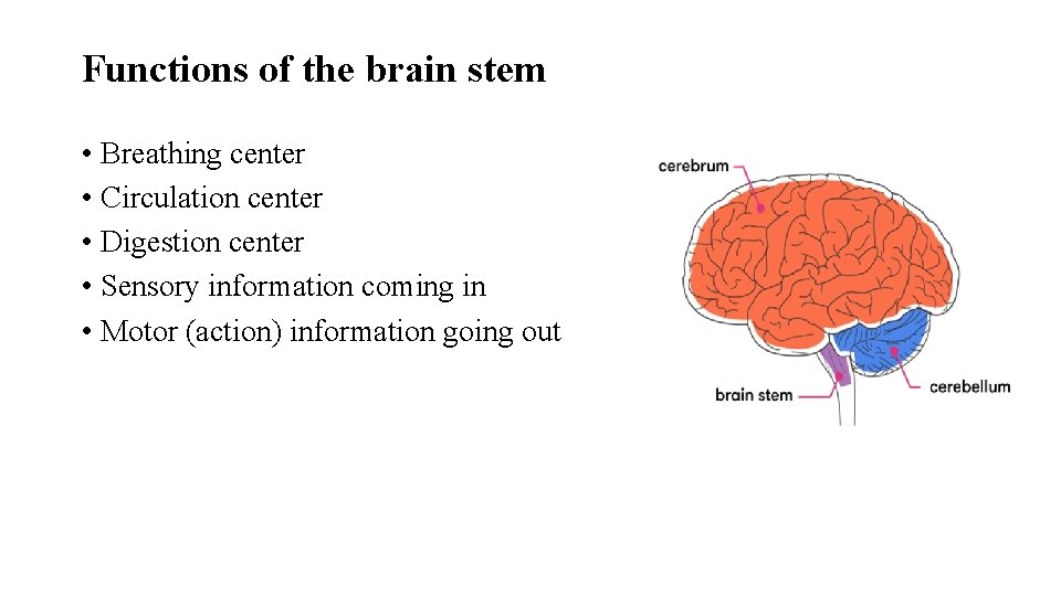 Functions of the brain stem • Breathing center • Circulation center • Digestion center