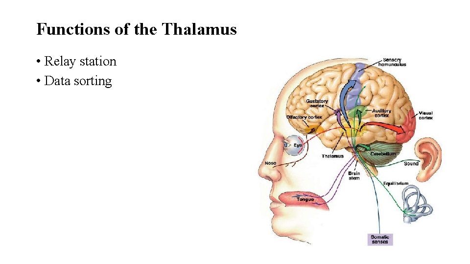 Functions of the Thalamus • Relay station • Data sorting Functions of the Thalamus • Relay station • Data sorting