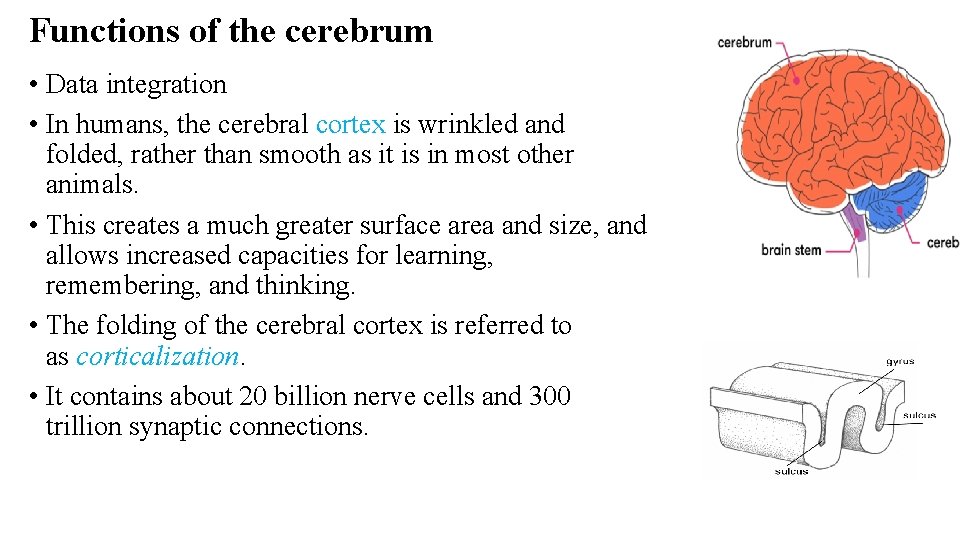 Functions of the cerebrum • Data integration • In humans, the cerebral cortex is Functions of the cerebrum • Data integration • In humans, the cerebral cortex is