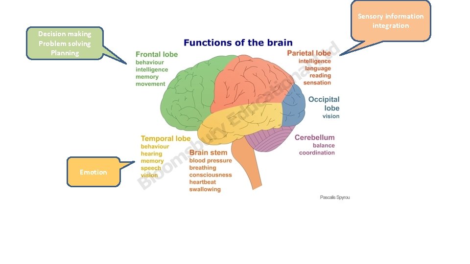 Decision making Problem solving Planning Emotion Sensory information integration 