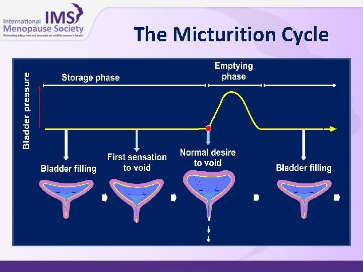 The Micturition Cycle 