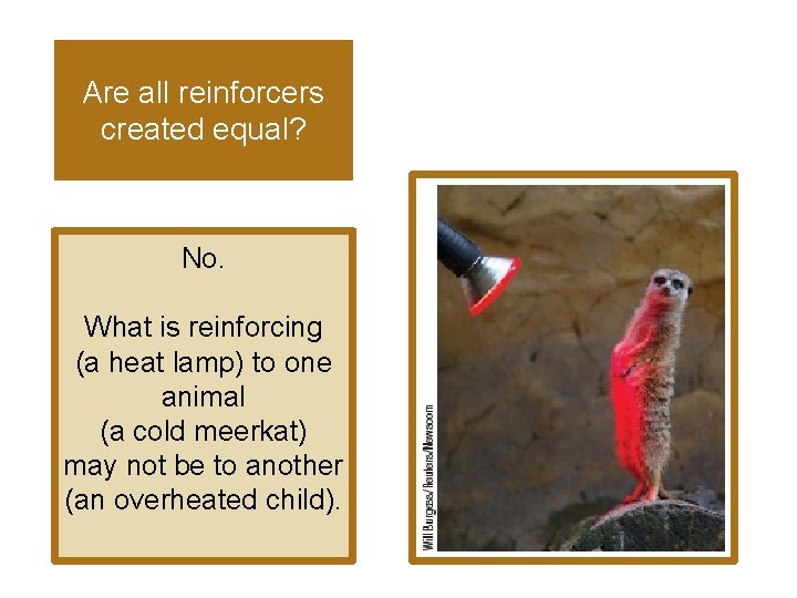 Are all reinforcers created equal? No. What is reinforcing (a heat lamp) to one