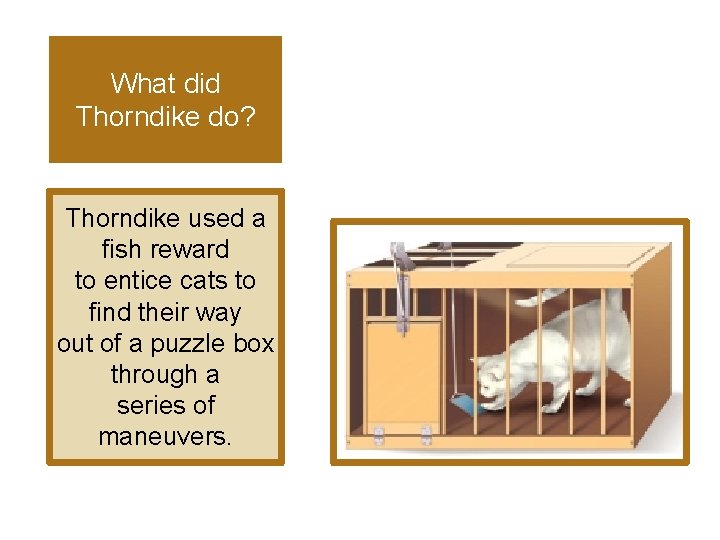 What did Thorndike do? Thorndike used a fish reward to entice cats to find