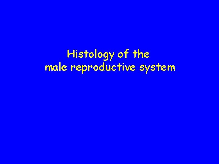 Histology of the male reproductive system 