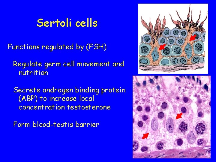 Sertoli cells Functions regulated by (FSH) Regulate germ cell movement and nutrition Secrete androgen