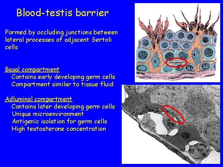 Blood-testis barrier Formed by occluding junctions between lateral processes of adjacent Sertoli cells Basal