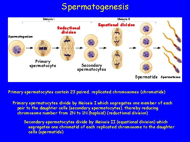 Spermatogenesis Spermatogonium Primary spermatocyte Reductional division Equational division Secondary spermatocytes Spermatids Spermatozoa Primary spermatocytes