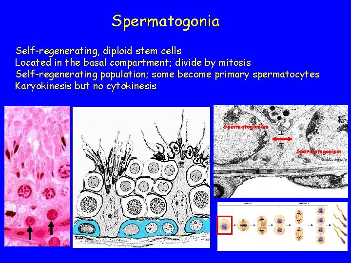 Spermatogonia Self-regenerating, diploid stem cells Located in the basal compartment; divide by mitosis Self-regenerating