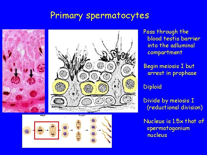 Primary spermatocytes Pass through the blood testis barrier into the adluminal compartment Begin meiosis