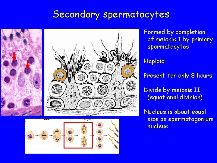 Secondary spermatocytes Formed by completion of meiosis I by primary spermatocytes Haploid Present for