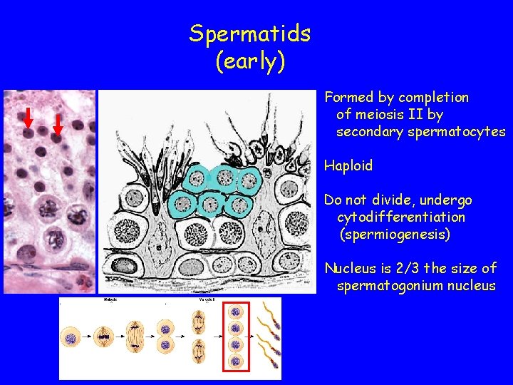 Spermatids (early) Formed by completion of meiosis II by secondary spermatocytes Haploid Do not