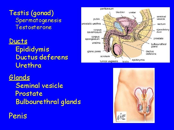Testis (gonad) Spermatogenesis Testosterone Ducts Epididymis Ductus deferens Urethra Glands Seminal vesicle Prostate Bulbourethral