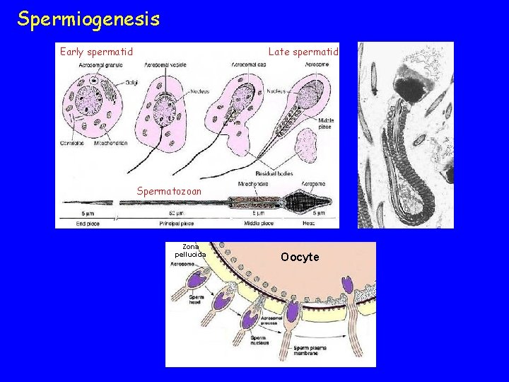 Spermiogenesis Early spermatid Late spermatid Spermatozoan Zona pellucida Oocyte 