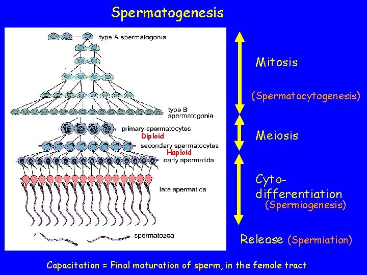 Spermatogenesis Mitosis (Spermatocytogenesis) Meiosis Diploid Haploid Cytodifferentiation (Spermiogenesis) Release (Spermiation) Capacitation = Final maturation