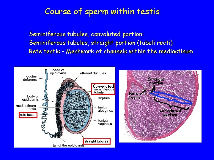 Course of sperm within testis Seminiferous tubules, convoluted portion: Seminiferous tubules, straight portion (tubuli