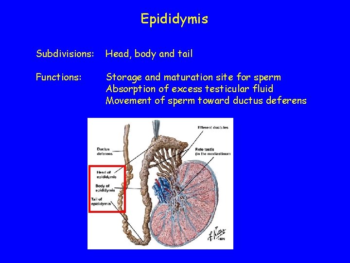 Epididymis Subdivisions: Head, body and tail Functions: Storage and maturation site for sperm Absorption