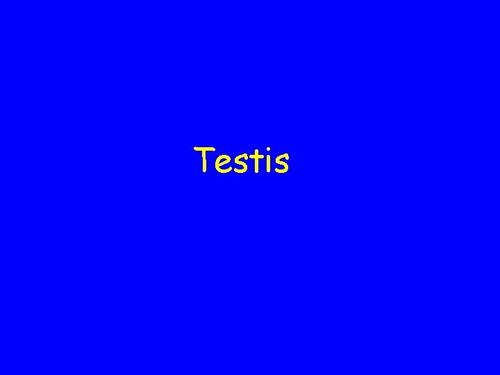 Testis 