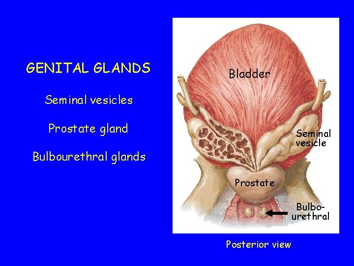 GENITAL GLANDS Bladder Seminal vesicles Prostate gland Seminal vesicle Bulbourethral glands Prostate Bulbourethral Posterior