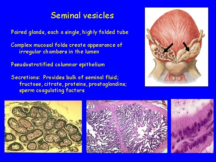 Seminal vesicles Paired glands, each a single, highly folded tube Complex mucosal folds create