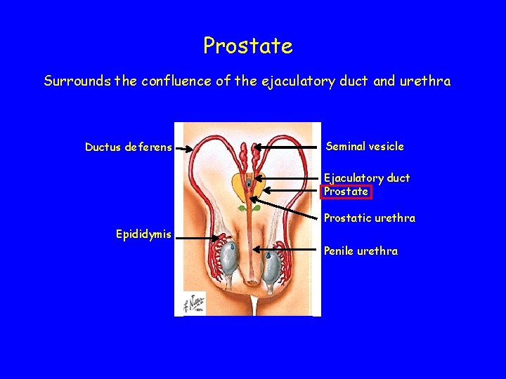 Prostate Surrounds the confluence of the ejaculatory duct and urethra Ductus deferens Seminal vesicle