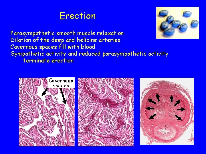Erection Parasympathetic smooth muscle relaxation Dilation of the deep and helicine arteries Cavernous spaces