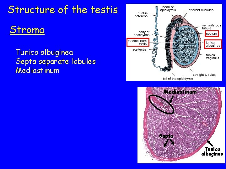 Structure of the testis Stroma Tunica albuginea Septa separate lobules Mediastinum Seminiferous tubules Hairpin-shaped;