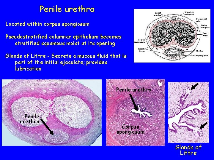 Penile urethra Located within corpus spongiosum Pseudostratified columnar epithelium becomes stratified squamous moist at