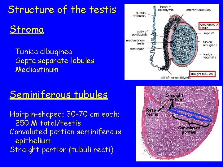 Structure of the testis Stroma Tunica albuginea Septa separate lobules Mediastinum Seminiferous tubules Hairpin-shaped;